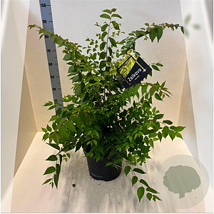 Zelkova serrata 100-125 cm 10L meerstammig
