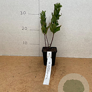 Aster ageratoides 'Stardust' GM P9