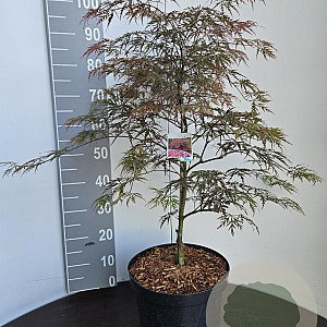 Acer pal. 'Garnet' 60-80 cm 10L
