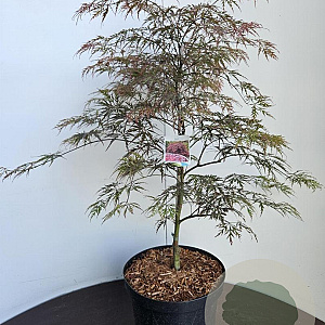 Acer pal. 'Garnet' 60-80 cm 10L