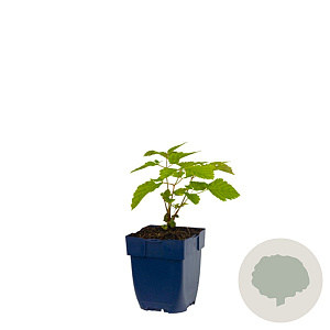 Aruncus dioicus GM  P11