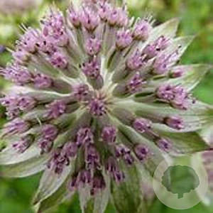Astrantia 'Buckland' GM  P11