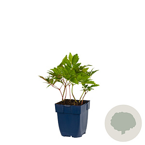 Astilbe (A) 'Fanal' GM  P11