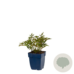 Astilbe (S) 'Sprite' GM  P11