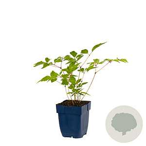 Astilbe (J) 'Europa' GM  P11