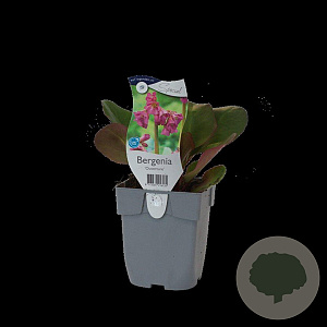 Bergenia cordifolia 'Eroica' GM  P11