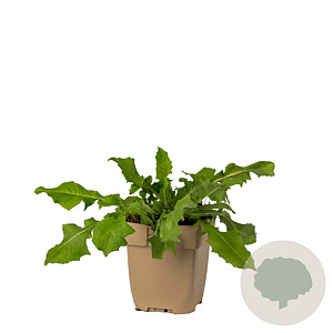 Cichorium intybus GM  P11