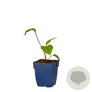 Echinacea p. 'Augustkönigin' GM  P11