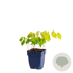 Epimedium pubigerum 'Orangekönigin' GM  P11