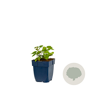 Epimedium y. 'Roseum' GM  P11