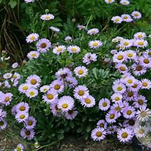 Erigeron glaucus GM  P11