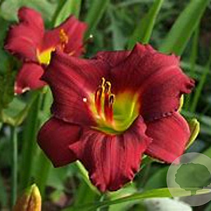 Hemerocallis 'Pardon Me' GM  P11