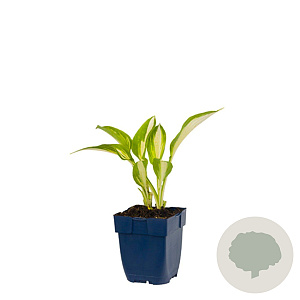 Hosta 'Night Before Christmas' GM  P11