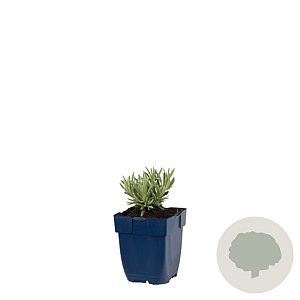Lavandula ang. 'Silver Mist' GM  P11