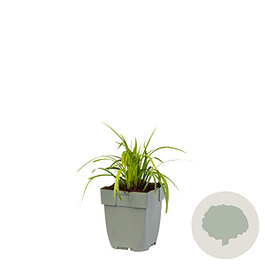 Liriope muscari 'Monroe White' GM  P11