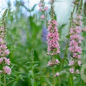 Lythrum sal. 'Blush' GM  P11