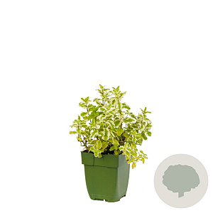 Mentha suaveolens 'Variegata' GM  P11