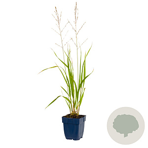 Molinia arund. 'Transparent' GM  P11