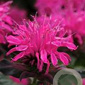 Monarda Balmy Rose GM  P11