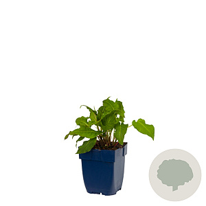 Persicaria a. 'Rosea' GM  P11