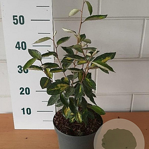 Elaeagnus ebb. 'Limelight' GM C3