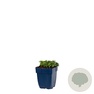 Sedum flor. 'Weihenstephaner Gold' GM  P11