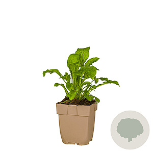 Silene dioica GM  P11