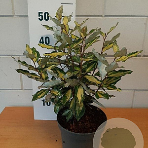 Elaeagnus ebb. 'Viveleg' GM C3