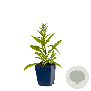 Solidago 'Strahlenkrone' GM  P11
