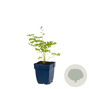 Thalictrum delavayi GM  P11