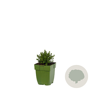 Thymus v. 'Compactus' GM  P11