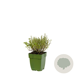 Thymus v. 'Silver Posie' GM  P11