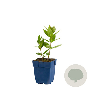 Veronicastrum virg. 'Erika' GM  P11