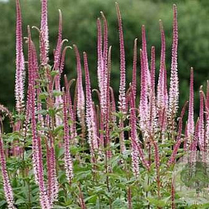 Veronicastrum virg. 'Red Arrows' GM  P11
