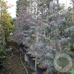 Acacia baileyana 'Purpurea' 150-175 cm 20L