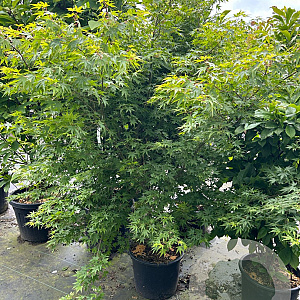 Acer palmatum 150-175 cm 20L