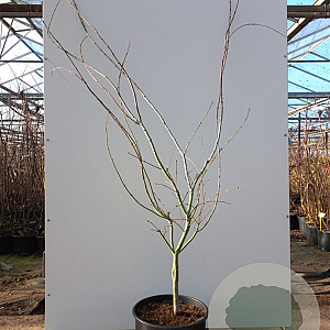 Acer pal. 'Ariadne' 250-300 cm cont. 180L