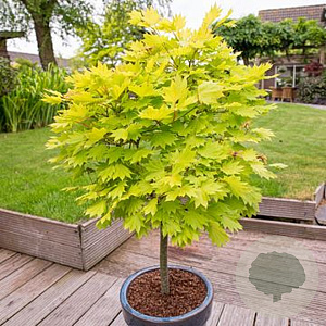 Acer pal. 'Aureum' 250-300 cm cont. 110L
