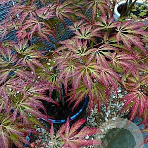 Acer pal. 'Emma' 125-150 cm 50L breed
