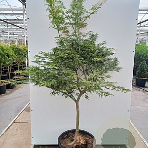 Acer pal. 'Green Globe' 250-300 cm cont. 180L