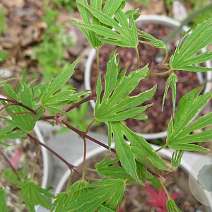 Acer pal. 'Hiryû' 250-300 cm cont. 80L