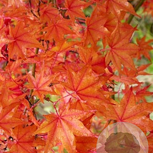 Acer pal. 'Hogyoku' 250-300 cm cont. 110L