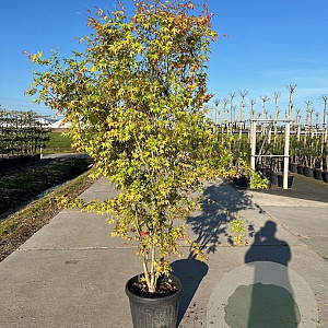 Acer pal. 'Katsura' 200-250 cm cont. 110L