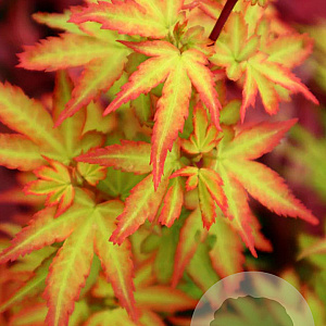 Acer pal. 'Koto-maru' 125-150 cm 50L