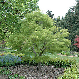 Acer pal. 'Koto-no-ito' 150-175 cm 50L