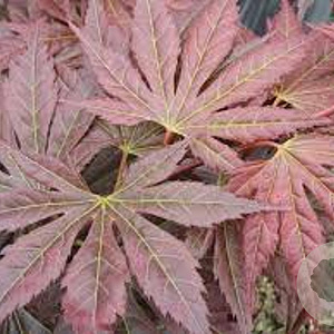 Acer pal. 'Mirte' 300-350 cm cont. 180L