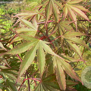 Acer pal. 'Nicholsonii' 250-300 cm cont. 110L