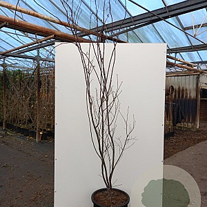 Acer pal. 'Red Emperor' 250-300 cm cont. 80L