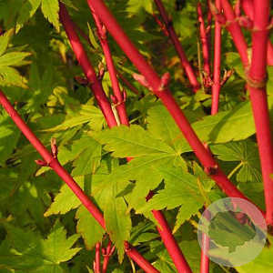 Acer pal. 'Red Wood' 250-300 cm cont. 110L