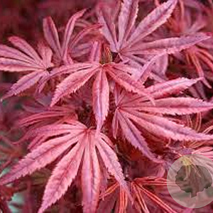 Acer pal. 'Skeeter's Broom' 250-300 cm cont. 110L